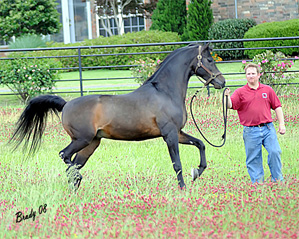 Starof Fame V+/ pictured in 2008 at age 19.